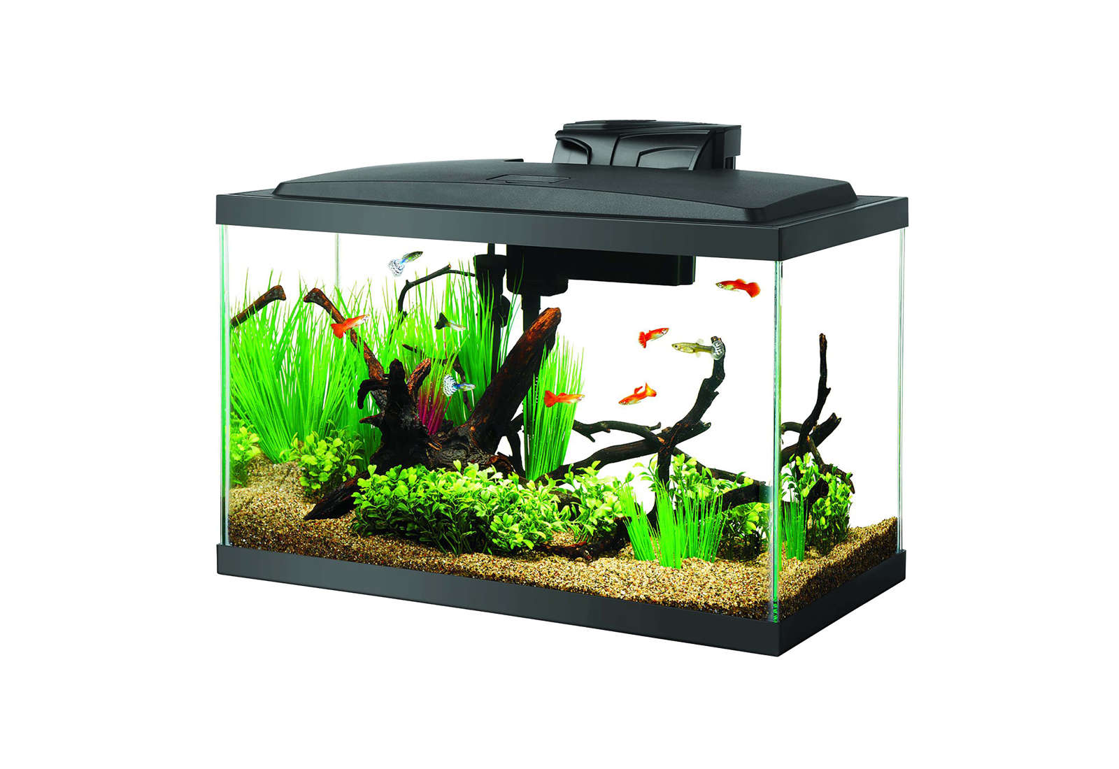 Pet supplies plus store 10 gallon tank